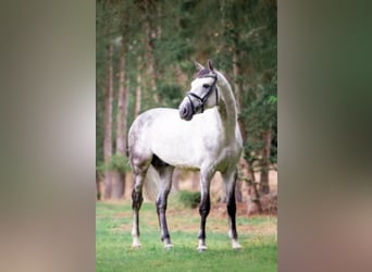 Belgijski koń gorącokrwisty, Ogier, 11 lat, 168 cm, Siwa