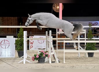Belgijski koń gorącokrwisty, Ogier, 6 lat, 169 cm, Siwa