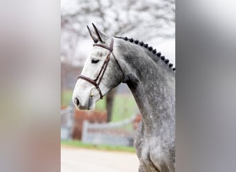 Belgijski koń gorącokrwisty, Ogier, 7 lat, 172 cm, Siwa