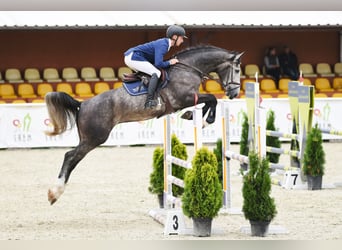 Belgijski koń gorącokrwisty, Ogier, 7 lat, 172 cm, Siwa