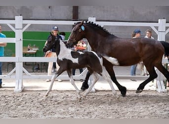 Belgijski koń gorącokrwisty, Ogier, Źrebak (05/2023), 160 cm, Tobiano wszelkich maści