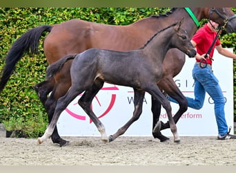 Belgijski koń gorącokrwisty, Ogier, Źrebak (06/2024), Ciemnogniada