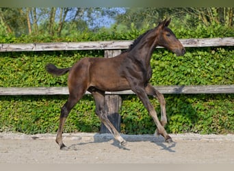 Belgijski koń gorącokrwisty, Ogier, Źrebak (06/2024), Ciemnogniada