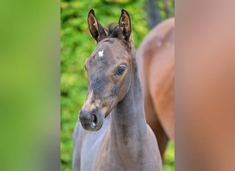 Belgijski koń gorącokrwisty, Ogier, Źrebak (06/2024), Ciemnogniada