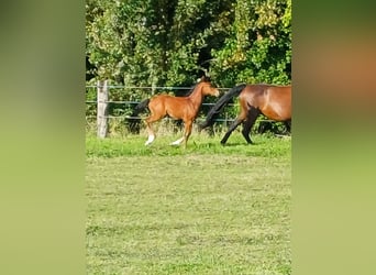 Belgijski koń gorącokrwisty, Ogier, Źrebak (06/2023), Ciemnogniada