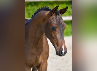 Belgijski koń gorącokrwisty, Ogier, Źrebak (05/2024), Gniada