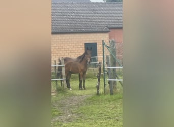 Belgijski koń gorącokrwisty, Ogier, Źrebak (04/2024), Jasnogniada