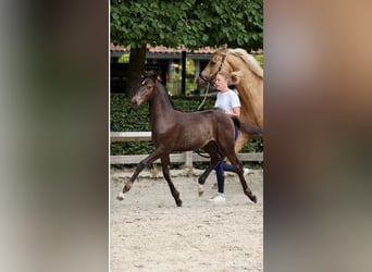 Belgijski koń gorącokrwisty Mix, Ogier, Źrebak (04/2026), Kara