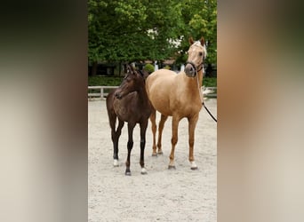 Belgijski koń gorącokrwisty Mix, Ogier, Źrebak (04/2026), Kara