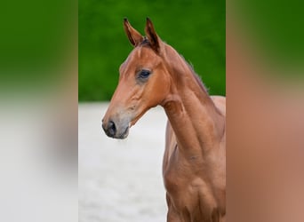 Belgijski koń gorącokrwisty, Ogier, Źrebak (04/2026)