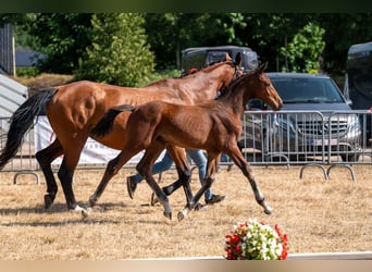 Belgijski koń gorącokrwisty, Ogier, Źrebak (04/2026)