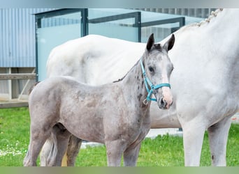 Belgijski koń gorącokrwisty, Ogier, Źrebak (04/2026), Siwa