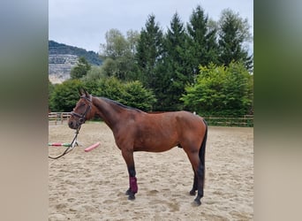 Belgijski koń gorącokrwisty, Wałach, 10 lat, 157 cm, Gniada