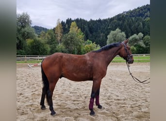Belgijski koń gorącokrwisty, Wałach, 10 lat, 157 cm, Gniada