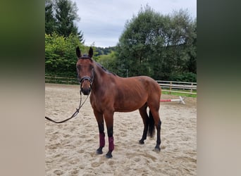 Belgijski koń gorącokrwisty, Wałach, 10 lat, 157 cm, Gniada