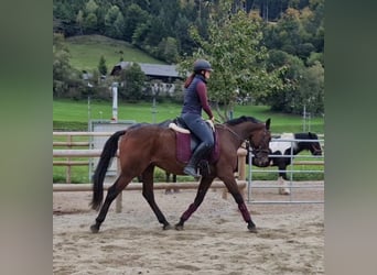 Belgijski koń gorącokrwisty, Wałach, 10 lat, 157 cm, Gniada