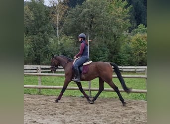 Belgijski koń gorącokrwisty, Wałach, 10 lat, 157 cm, Gniada