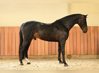 Belgijski koń gorącokrwisty, Wałach, 11 lat, 168 cm, Skarogniada