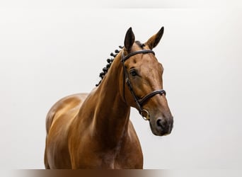 Belgijski koń gorącokrwisty, Wałach, 12 lat, 169 cm, Gniada