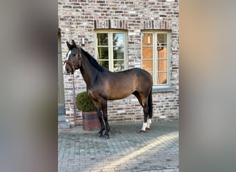 Belgijski koń gorącokrwisty, Wałach, 12 lat, 172 cm, Ciemnogniada