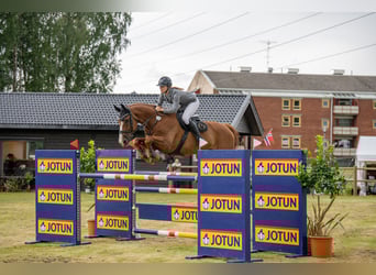 Belgijski koń gorącokrwisty, Wałach, 12 lat, 172 cm, Ciemnokasztanowata