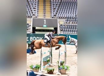 Belgijski koń gorącokrwisty, Wałach, 12 lat, 172 cm, Ciemnokasztanowata