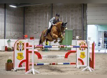 Belgijski koń gorącokrwisty, Wałach, 12 lat, 172 cm, Ciemnokasztanowata