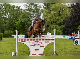Belgijski koń gorącokrwisty, Wałach, 12 lat, 172 cm, Ciemnokasztanowata