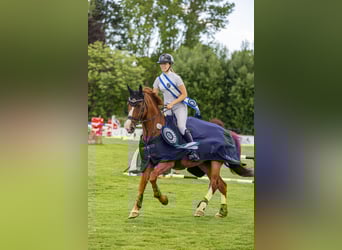Belgijski koń gorącokrwisty, Wałach, 12 lat, 172 cm, Ciemnokasztanowata