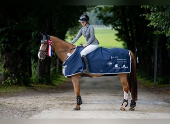 Belgijski koń gorącokrwisty, Wałach, 12 lat, 172 cm, Ciemnokasztanowata