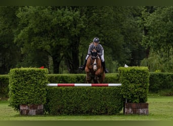 Belgijski koń gorącokrwisty, Wałach, 12 lat, 172 cm, Ciemnokasztanowata