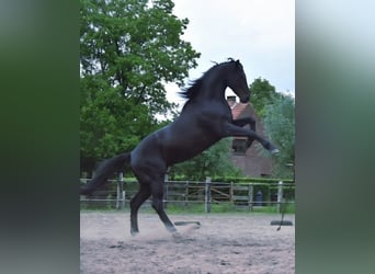 Belgijski koń gorącokrwisty, Wałach, 12 lat, 173 cm, Kara
