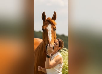 Belgijski koń gorącokrwisty, Wałach, 12 lat, 173 cm, Kasztanowata