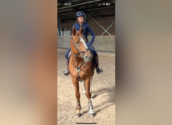 Belgijski koń gorącokrwisty, Wałach, 12 lat, 173 cm, Kasztanowata