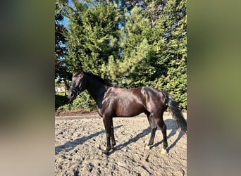 Belgijski koń gorącokrwisty, Wałach, 12 lat, 175 cm, Kara