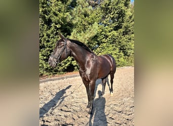 Belgijski koń gorącokrwisty, Wałach, 12 lat, 175 cm, Kara