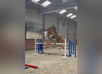 Belgijski koń gorącokrwisty, Wałach, 12 lat, 180 cm, Kasztanowata