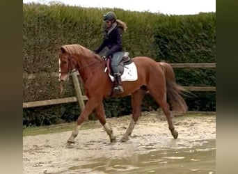 Belgijski koń gorącokrwisty, Wałach, 13 lat, 165 cm, Kasztanowata