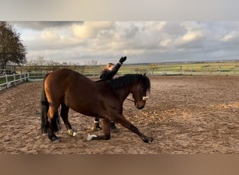 Belgijski koń gorącokrwisty Mix, Wałach, 14 lat, 155 cm, Gniada