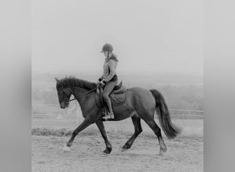 Belgijski koń gorącokrwisty Mix, Wałach, 14 lat, 155 cm, Gniada
