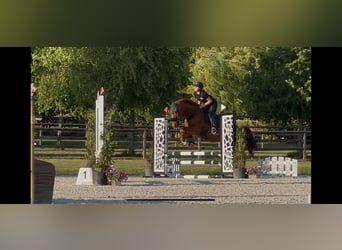 Belgijski koń gorącokrwisty, Wałach, 14 lat, 166 cm, Kasztanowata