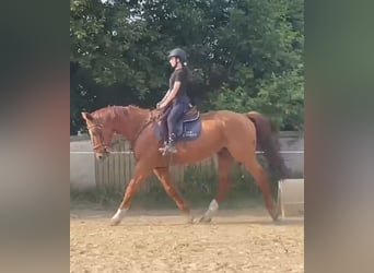 Belgijski koń gorącokrwisty, Wałach, 14 lat, 166 cm, Kasztanowata