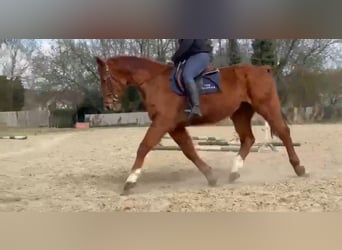 Belgijski koń gorącokrwisty, Wałach, 14 lat, 166 cm, Kasztanowata