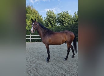 Belgijski koń gorącokrwisty, Wałach, 14 lat, 167 cm, Gniada