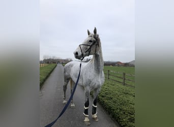 Belgijski koń gorącokrwisty, Wałach, 14 lat, 182 cm, Siwa