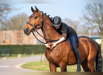 Belgijski koń gorącokrwisty Mix, Wałach, 15 lat, 166 cm, Gniada