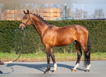 Belgijski koń gorącokrwisty Mix, Wałach, 15 lat, 166 cm, Gniada