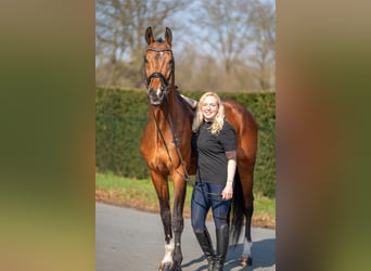 Belgijski koń gorącokrwisty Mix, Wałach, 15 lat, 166 cm, Gniada