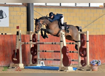 Belgijski koń gorącokrwisty, Wałach, 16 lat, 167 cm, Gniada