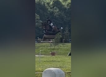Belgijski koń gorącokrwisty, Wałach, 16 lat, 169 cm, Biała